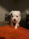Maltese Puppies for sale in Long Beach, CA, USA. price: $450