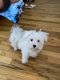 Maltese Puppies for sale in The Bronx, NY 10456, USA. price: NA
