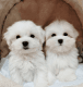 Maltese Puppies for sale in Georgia Ave NW, Washington, DC, USA. price: $500