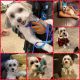 Maltese Puppies for sale in Mansfield, TX 76063, USA. price: NA