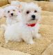 Maltese Puppies for sale in California City, CA, USA. price: $1,000
