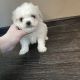 Maltese Puppies for sale in Athens, GA, USA. price: NA