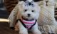 Maltese Puppies for sale in Sacramento, CA, USA. price: $300