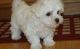 Maltese Puppies for sale in Palm Desert, CA, USA. price: $400