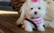 Maltese Puppies for sale in Sacramento, CA, USA. price: $400