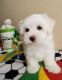 Maltese Puppies for sale in 9750 N Oracle Rd, Tucson, AZ 85704, USA. price: NA