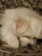 Maltese Puppies for sale in Stillwater, MN 55082, USA. price: NA