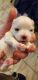 Maltese Puppies for sale in Visalia, CA, USA. price: NA