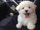 Maltese Puppies for sale in Cuba, TX 76050, USA. price: NA