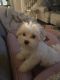 Maltese Puppies for sale in Lakewood, WA, USA. price: $2,000
