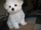 Maltese Puppies for sale in Columbus, OH, USA. price: $700