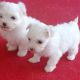 Maltese Puppies for sale in 404 E Marion Ave, Nashville, GA 31639, USA. price: NA