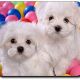Maltese Puppies for sale in 404 E Marion Ave, Nashville, GA 31639, USA. price: NA