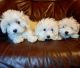 Maltese Puppies for sale in New Bedford, MA, USA. price: NA