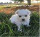 Maltese Puppies for sale in Richmond, VA, USA. price: $600