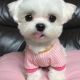 Maltese Puppies for sale in Key West, FL 33040, USA. price: NA