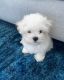 Maltese Puppies for sale in Nottingham, MD, USA. price: NA