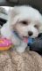 Maltese Puppies for sale in Annandale, VA, USA. price: NA