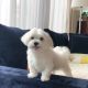 Maltese Puppies for sale in N California St, Indianapolis, IN 46202, USA. price: $800