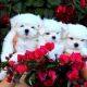 Maltese Puppies for sale in 200 N Glendale Ave, Coffeyville, KS 67337, USA. price: NA