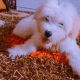 Maltese Puppies for sale in Charlotte, NC, USA. price: $500