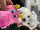 Maltese Puppies for sale in North St, Jersey City, NJ, USA. price: $400