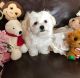 Maltese Puppies for sale in ON-401, Ontario, Canada. price: $600