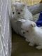 Maltese Puppies for sale in U.S. Bank Tower, Los Angeles, CA 90071, USA. price: NA