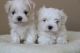 Maltese Puppies for sale in U.S. Bank Tower, Los Angeles, CA 90071, USA. price: NA