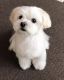 Maltese Puppies for sale in TX-8 Beltway, Houston, TX, USA. price: NA