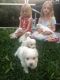 Maltese Puppies for sale in 6655 NW 81st Ct, Parkland, FL 33067, USA. price: NA