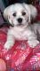 Maltese Puppies for sale in Homestead, FL, USA. price: NA