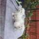 Maltese Puppies for sale in 7538 Bakertown Rd E, Elm City, NC 27822, USA. price: NA