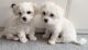 Maltese Puppies for sale in Loachapoka, AL, USA. price: NA