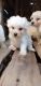 Maltese Puppies for sale in Abbeville, LA 70510, USA. price: NA