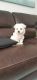 Maltese Puppies for sale in Ocean City, NJ, USA. price: $900