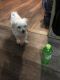 Maltese Puppies for sale in Jackson, OH 45640, USA. price: $600