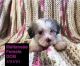 Maltese Puppies for sale in Amsterdam, MO 64723, USA. price: NA