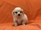Maltese Puppies for sale in Whittier, CA 90602, USA. price: NA