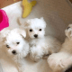 Maltese Puppies for sale in Michigan Center, MI, USA. price: NA