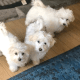 Maltese Puppies for sale in Michigan Center, MI, USA. price: NA