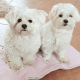 Maltese Puppies