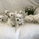 Maltese Puppies for sale in Detroit, MI, USA. price: $700