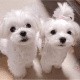 Maltese Puppies for sale in California City, CA, USA. price: $400