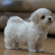 Maltese Puppies for sale in California City, CA, USA. price: $750