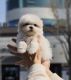 Maltese Puppies for sale in Chino Hills, CA, USA. price: $2,700