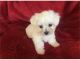 Maltese Puppies for sale in West Chester Township, OH 45069, USA. price: $450