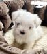 Maltese Puppies for sale in Annapolis, MD, USA. price: $600
