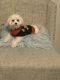 Maltese Puppies for sale in Fort Worth, TX, USA. price: $1,300