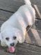 Maltese Puppies for sale in Buford, GA, USA. price: NA